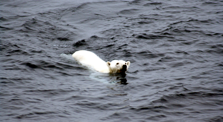 polar bear, Thomas Vonier, AIA, Wikimedia Commons