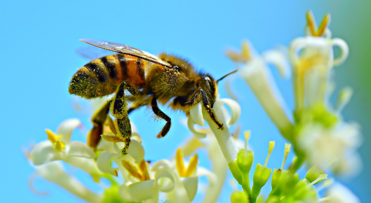 urban agriculture, honeybee, Georgia Tech Bee Project, edible landscape